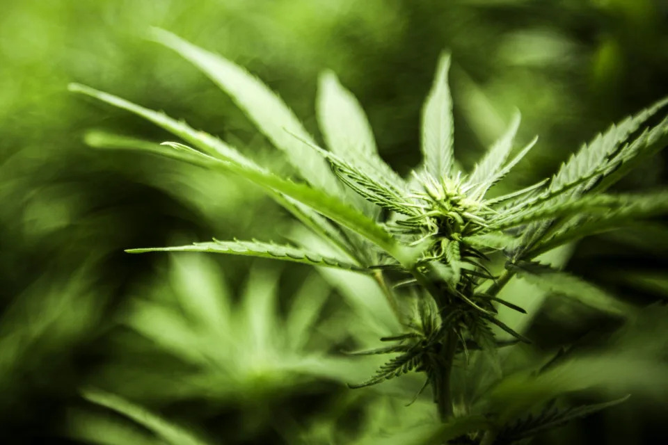 A cannabis plant (Juancho Torres / Anadolu Agency via Getty Images)