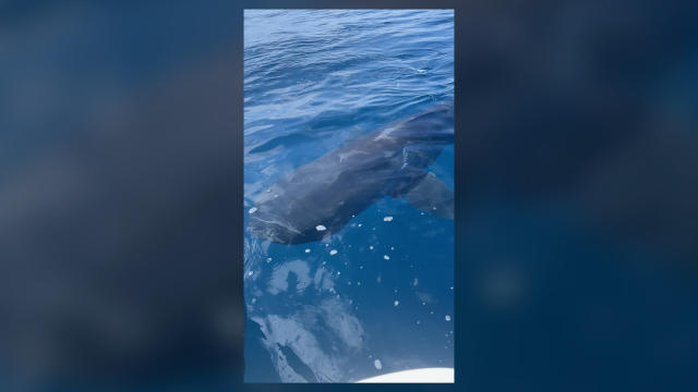 Two EXTREMELY rare megamouth sharks captured on video off the coast of San  Diego by fishermen