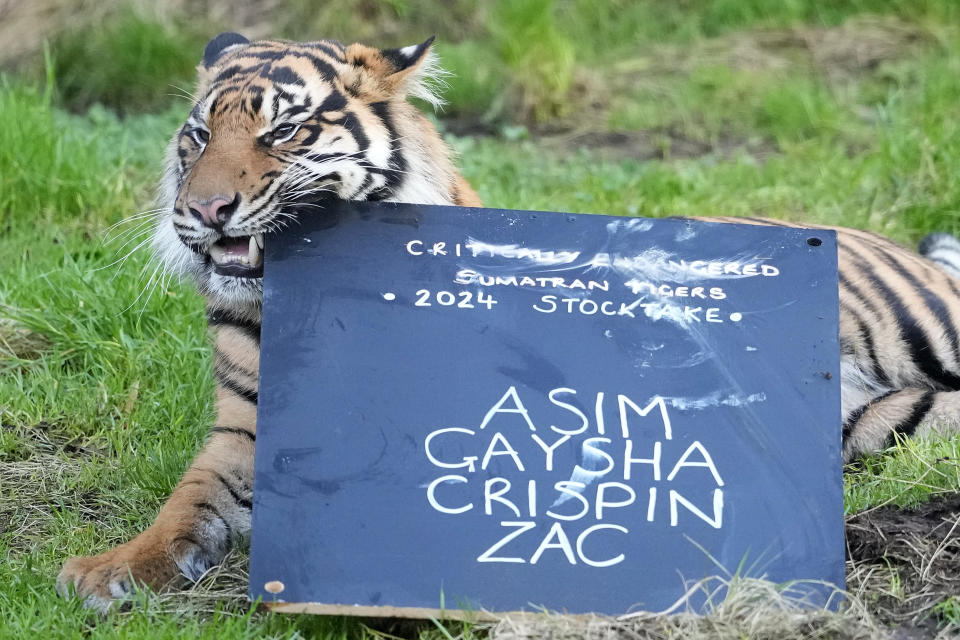 Crispin, a Sumatran tiger, steals the keepers chalk board during the stock take at ZSL London Zoo, in London, Wednesday, Jan. 3, 2024. The conservation zoo is home to more than 300 different species, from endangered Galapagos giant tortoises and Asiatic lions to critically endangered Sumatran tigers – all of which will be logged and recorded as part of the zoo's annual licence requirement(AP Photo/Kirsty Wigglesworth)