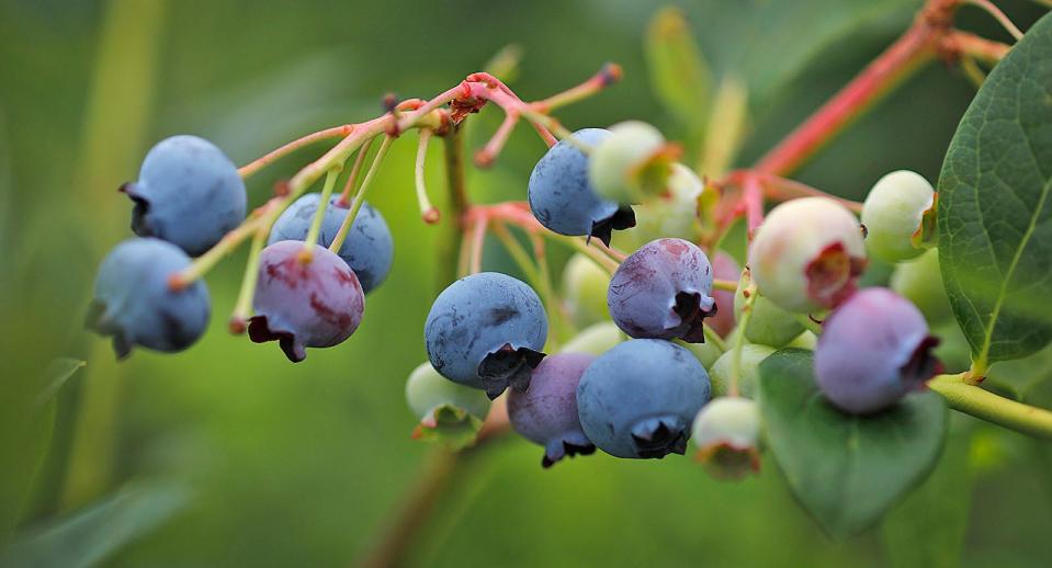 Blueberries ready to be picked at Tree Berry Farm in Scituate in July.