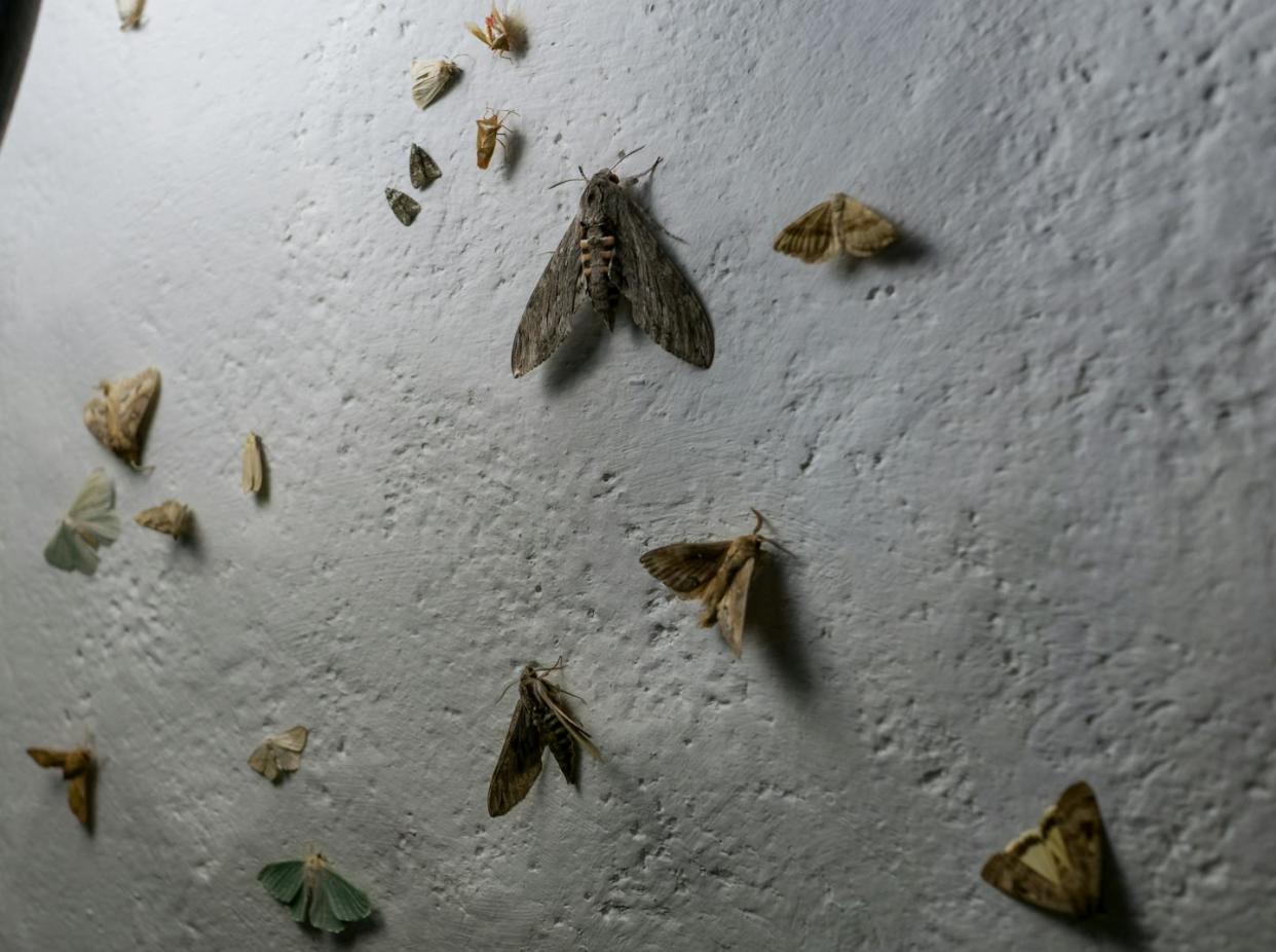 <a href="https://www.gettyimages.com.au/detail/photo/many-moths-on-a-white-wall-of-a-house-near-a-later-royalty-free-image/1437629778?phrase=sebastian+ohlig+moths&adppopup=true" rel="nofollow noopener" target="_blank" data-ylk="slk:Getty Images;elm:context_link;itc:0;sec:content-canvas" class="link ">Getty Images</a>