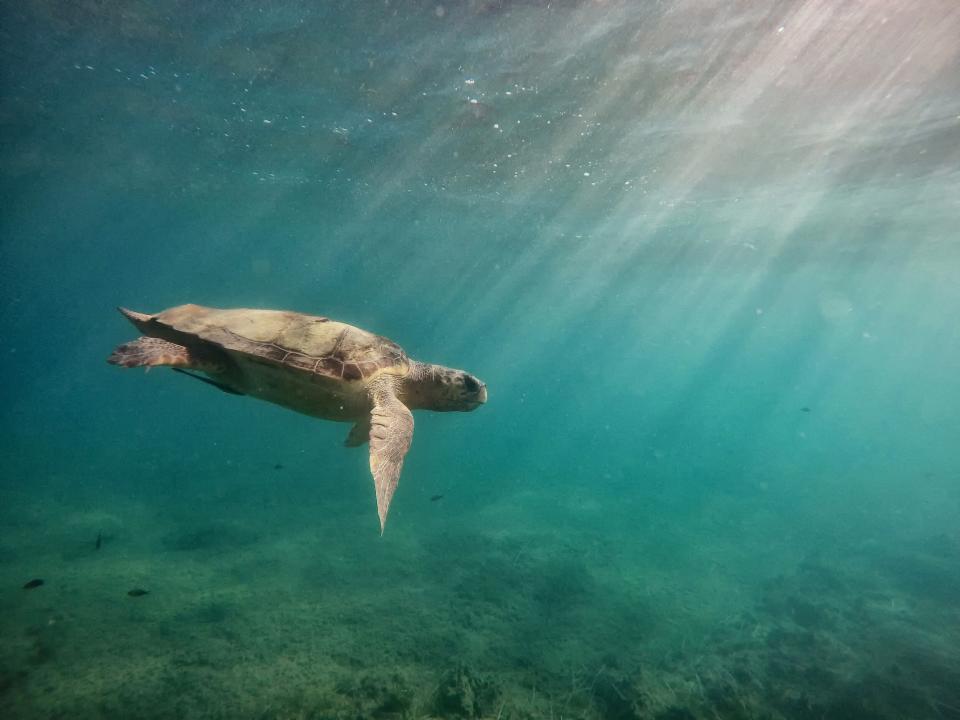 Turtles Zante