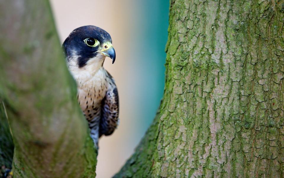 peregrine falcons - MarkBridger