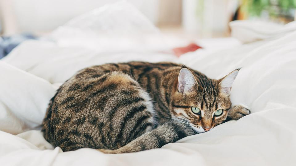 American shorthair laying in bed