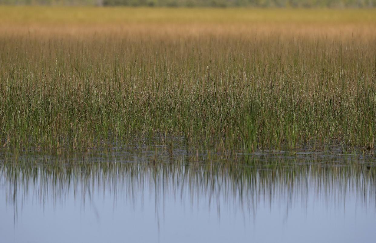 Wild rice plants grow on Rice Lake on the Mole Lake Sokaogon Ojibwe Reservation near Crandon in September 2023.