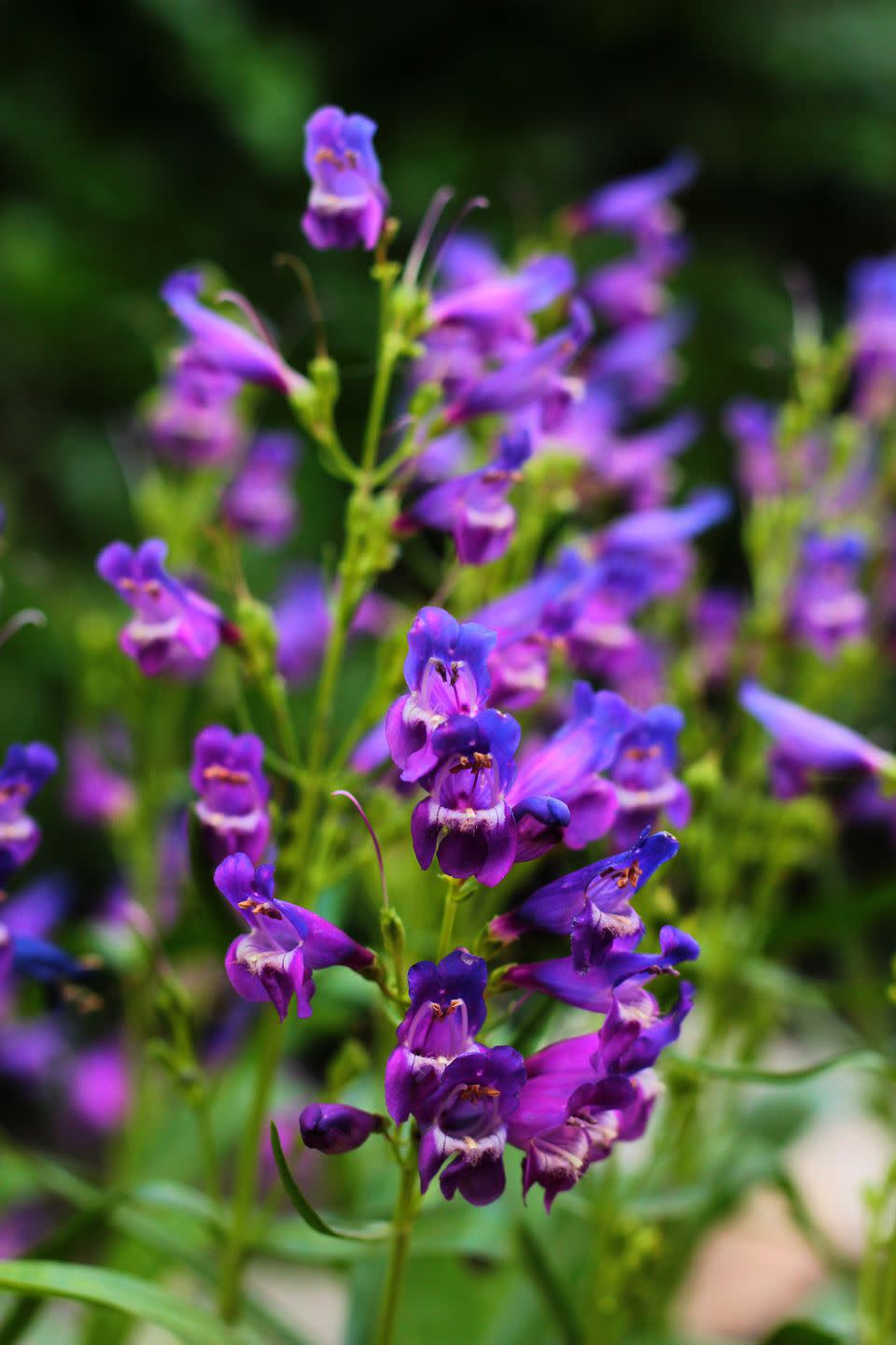 rocky mountain penstemon flowers in a garden