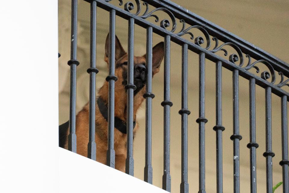 President Joe Biden's dog Commander, a German shepherd, sits at the Truman balcony of the White House on Saturday, Sept. 30, 2023, in Washington.