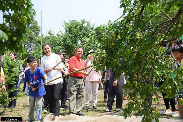 南投縣長許淑華在有機梅園中敲梅、採梅，與民眾同樂。(記者蔡榮宗攝)