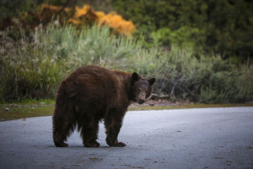 ARCADIA, CA - MARCH 25, 2020 - A black bear wanders along Canyon Road on Wednesday March 25, 2020 in Arcadia. (Irfan Khan / Los Angeles Times)