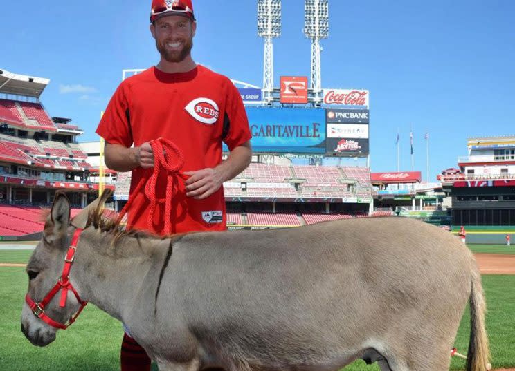 Reds All-Star Zack Cozart poses with Amos. He'll receive a different donkey after the season when Joey Votto pays off his All-Star bet. (Reds)