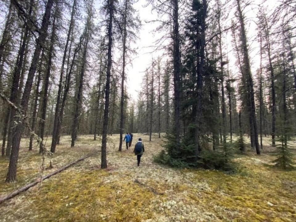 A campaign is working to designate a 22,000-square kilometre area in northern Saskatchewan as an Indigenous protected and conserved area, or IPCA — a federal initiative under which Indigenous leadership is a key part of conservation decisions and actions in the area. (Kelsey Scarfone - image credit)