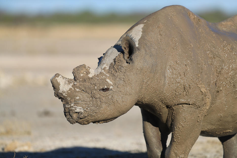 <p>A rhinoceros peeks out from rolling around in the mud near a creek inside Etosha National Park. (Photo: Gordon Donovan/Yahoo News) </p>