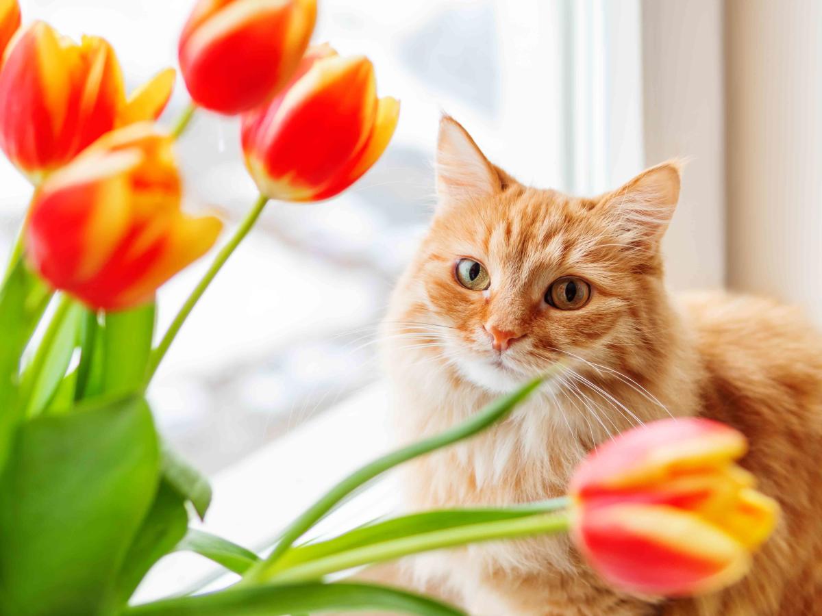 Are tulips toxic to cats?