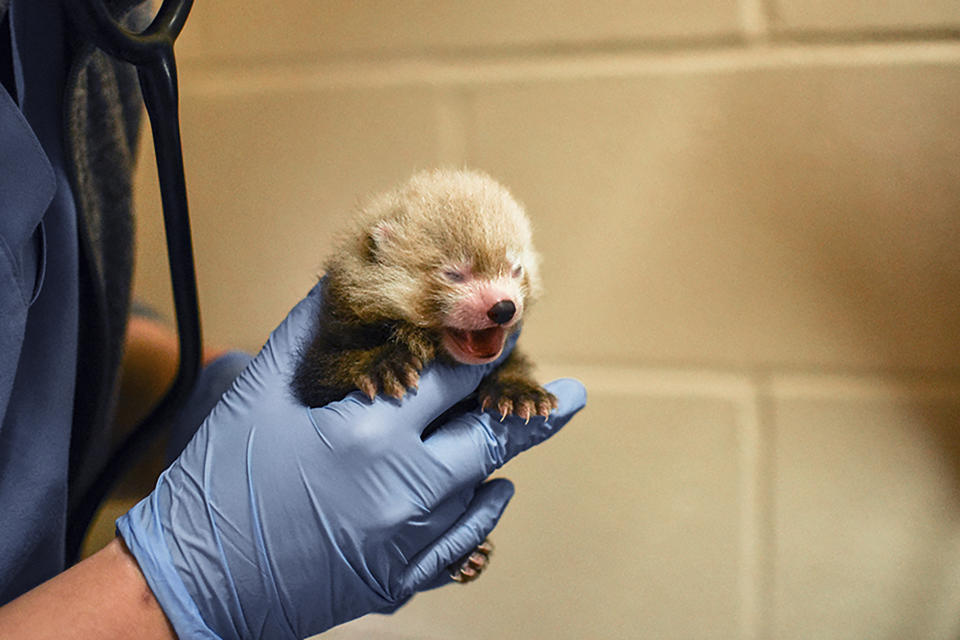 The Virginia Zoo in Norfolk has announced the birth of red panda triplets. The Virginia Zoo in Norfolk said in a statement Monday, August 19, 2019 that the triplets were born two months ago and are thriving in a climate-controlled den that’s out of sight from the public. (The Virginia Zoo via AP)