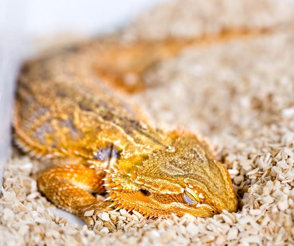 Australian dragons cycle through more than 350 episodes of rapid eye movement and slow-wave sleep each night, spending about half their sleeping hours in each phase.