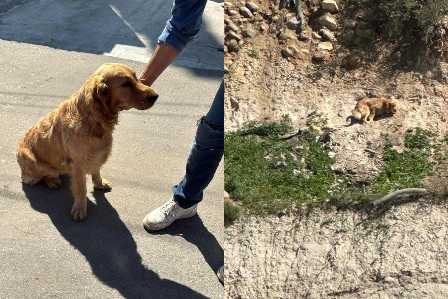 ¡Tras dos días! Rescatan en Tijuana a perrito que estaba atrapado en un cerro