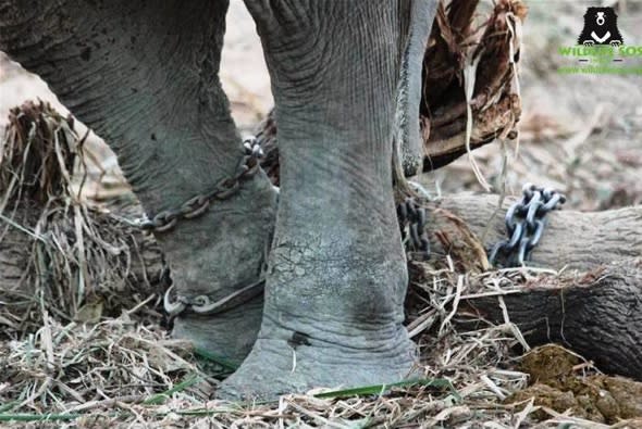 Angry crowd stops rescue team from saving abused performing elephant