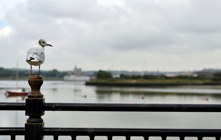 A seagull stands on a railing overlooking the River Medway in Chatham, Britain, August 8, 2017. REUTERS/Hannah McKay