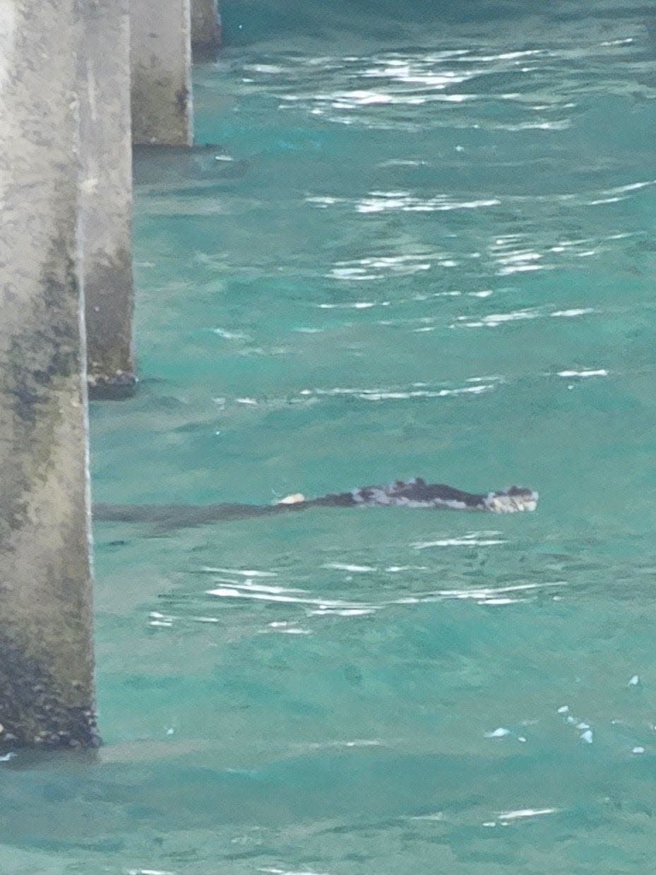 Crocodile spotted by lifeguard under the pier in Pompano Beach, Florida.