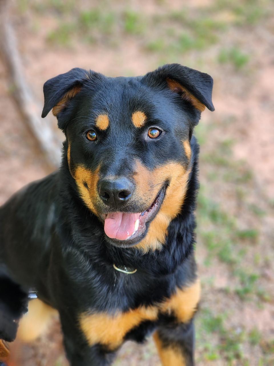 Jones is a very funny black and tan large mixed breed dog. He is playful with his dog friends and loves to play in the pool. To meet Jones, call 405-216-7615 or visit the Edmond Animal Shelter at 2424 Old Timbers Drive in Edmond during open hours.