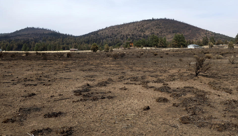 A line of Ponderosa pine trees and homes sit between an empty lot and hillsides, Tuesday, April 26,2022, outside Flagstaff, Ariz. A massive wildfire that started Easter Sunday burned about 30 square miles and more than a dozen homes, hopscotching across the parched landscape. (AP Photo/Felicia Fonseca)