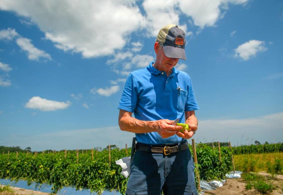 Mac Sanders inspects a tomato to determine if the field is ready to be picked on Wednesday, May 24, 2023 at one of several tomato fields at Seaside Farm on St. Helena Island.