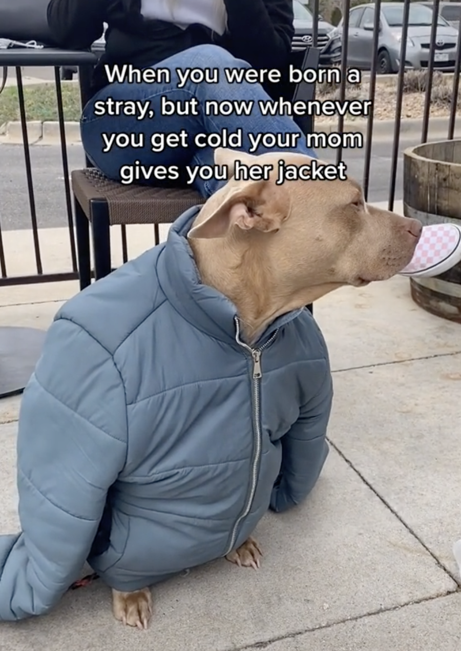 COURTESY OF NALA.THE.TRIPAWD / TIKTOK