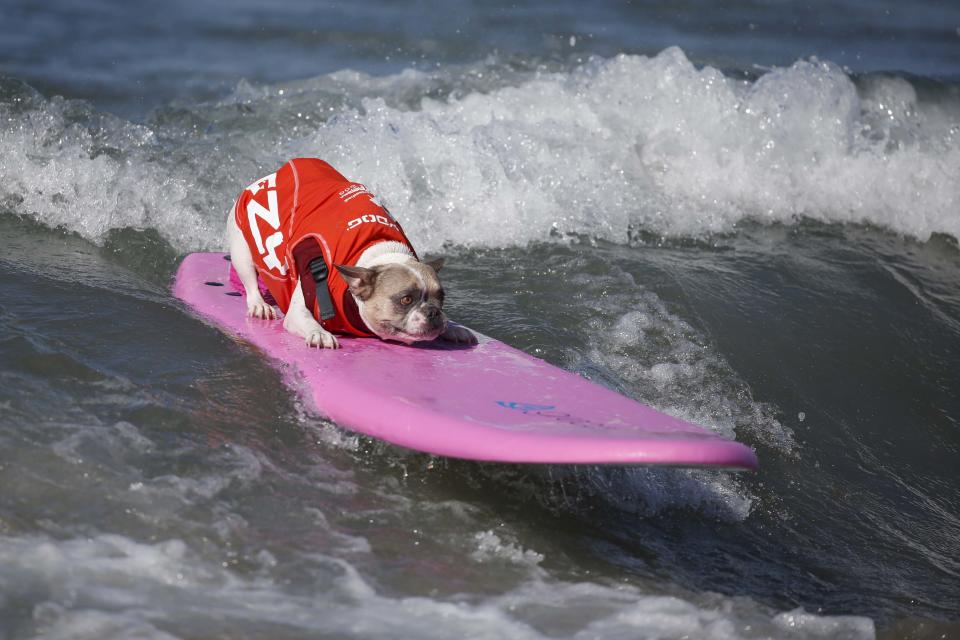 A dog surfs during the Surf City Surf Dog Contest in Huntington Beach