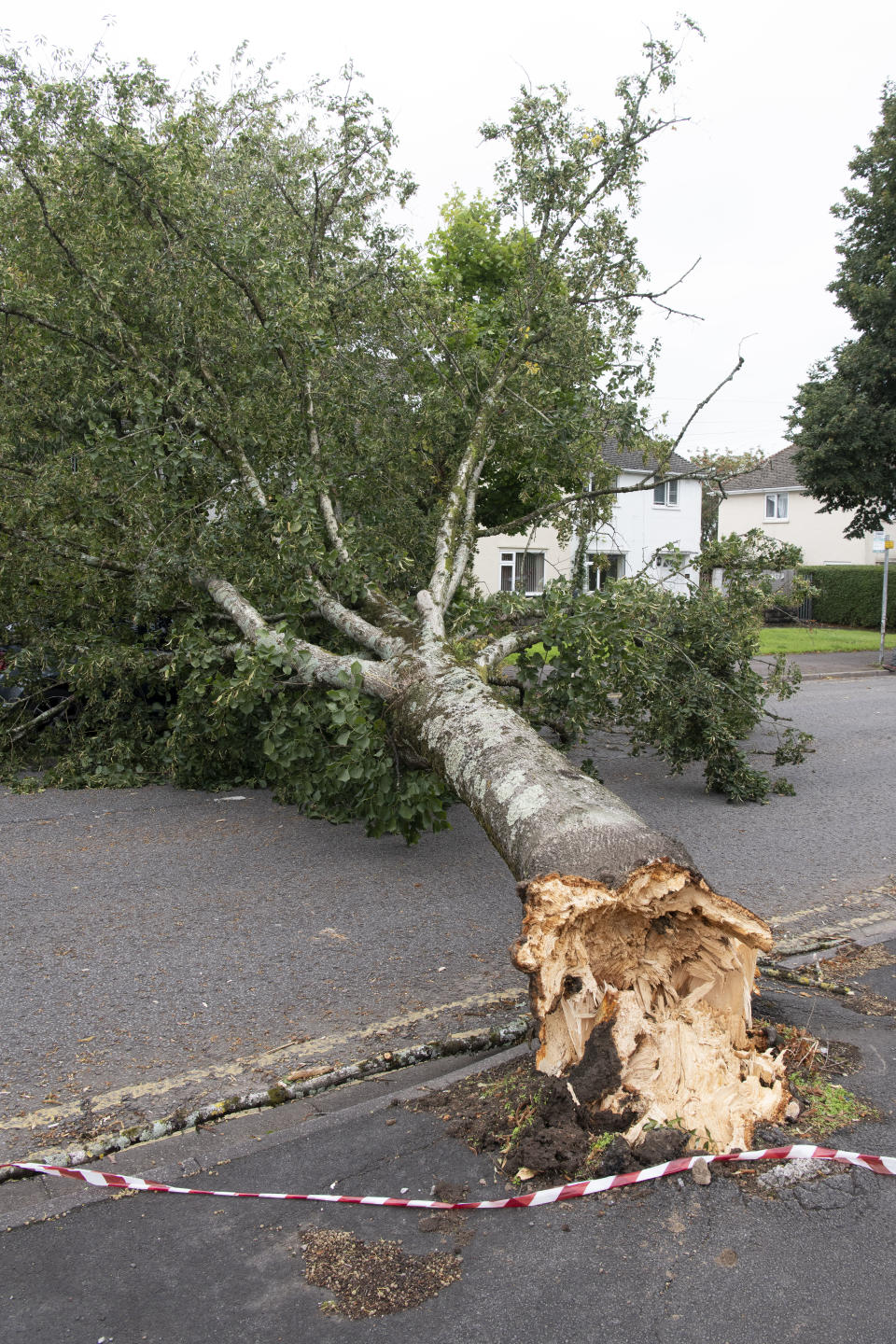 CARDIFF, WALES - AUGUST 25: A fallen tree blocks St. Fagans Road on August 25, 2020 in Cardiff, Wales. The Met Office have issued a yellow weather warning for wind and rain with gusts of 65mph possible inland and 70mph or more possible around coastal areas as Storm Francis passes over the UK. The storm is the second named storm in August and follows Storm Ellen last week. (Photo by Matthew Horwood/Getty Images)