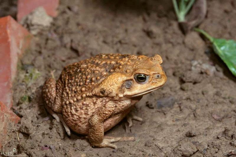 海蟾蜍列有害入侵種　飼養者6/14前須登記備查