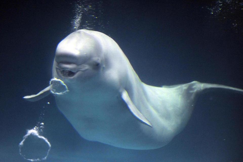 Beluga whales are often known as white whales (file photo) (AFP/Getty Images)