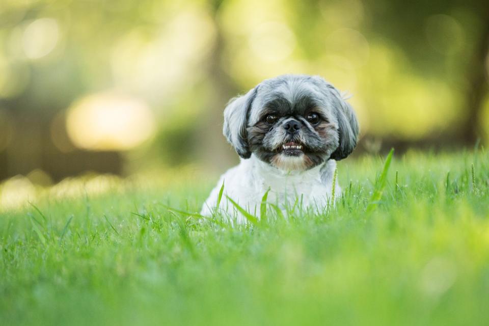 Shih Tzu