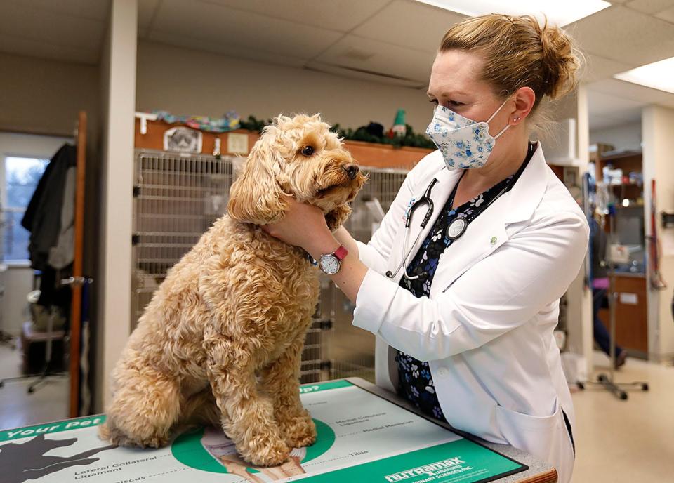 Hingham veterinarian Dr. Lisa Kimball with 3-year-old doodle Kensington.