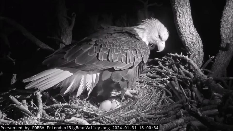 On a windy night, with snowy weather approaching, Jackie the bald eagle rustled a few feathers as she delivered her third egg of the year. Jackie and Shadow became the proud parents of mama eagle’s first full three-egg clutch on Wednesday night in Big Bear Lake.