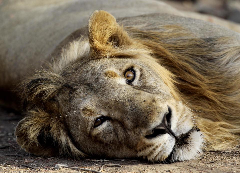 In this March 24, 2012 photo, a lion rests at the Gir Sanctuary in the western Indian state of Gujarat, India. Nurtured back to about 400 from less than 50 a century ago, these wild Asiatic lions are the last of a species that once roamed from Morocco and Greece to the eastern reaches of India. But the lions' precarious return is in jeopardy. Experts warn that crowded together in the park, they are more vulnerable to disease and natural disaster. There is little new territory for young males to claim, increasing chances for inbreeding, territorial conflict or males killing the young. (AP Photo/Rajanish Kakade)