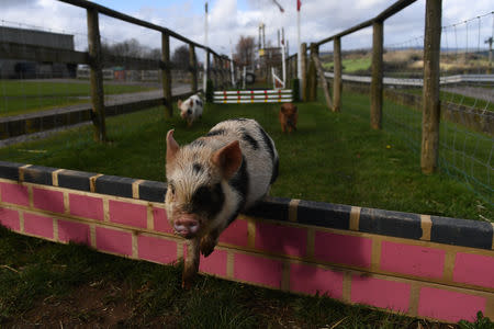 Miniature pigs jump over obstacles during a pig race on Pennywell farm near the Devon town of Buckfastleigh, Britain March 7, 2019. REUTERS/Clodagh Kilcoyne