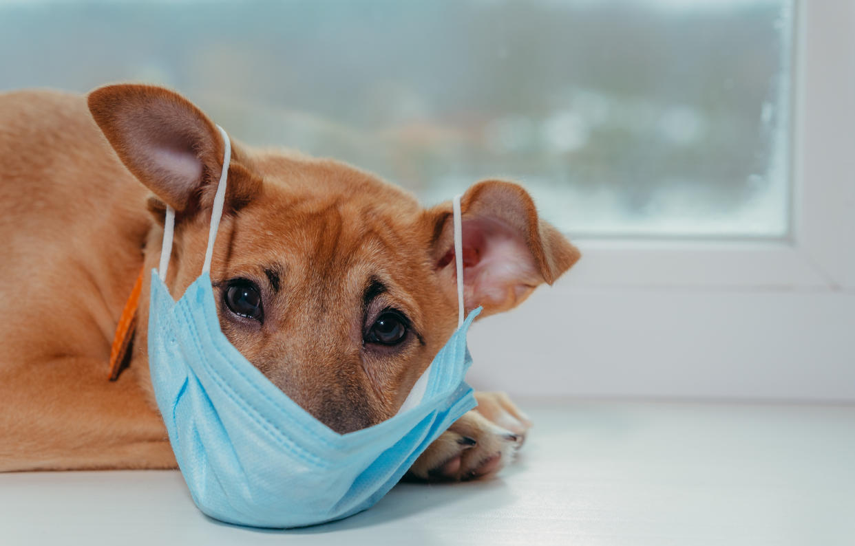 Medical mask. Dog in a medical mask. A leading Canadian veterinarian says there is a rise in respiratory illnesses in dogs in the country, but it's not necessarily a cause for panic. (Getty)