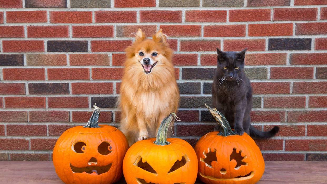 pomeranian dog and cat on jack o lanterns for halloween pet portrait