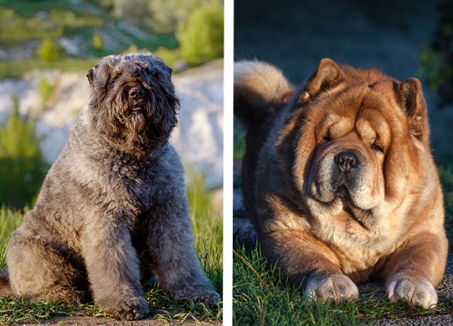 giant newfoundland dog bred to hunt bears