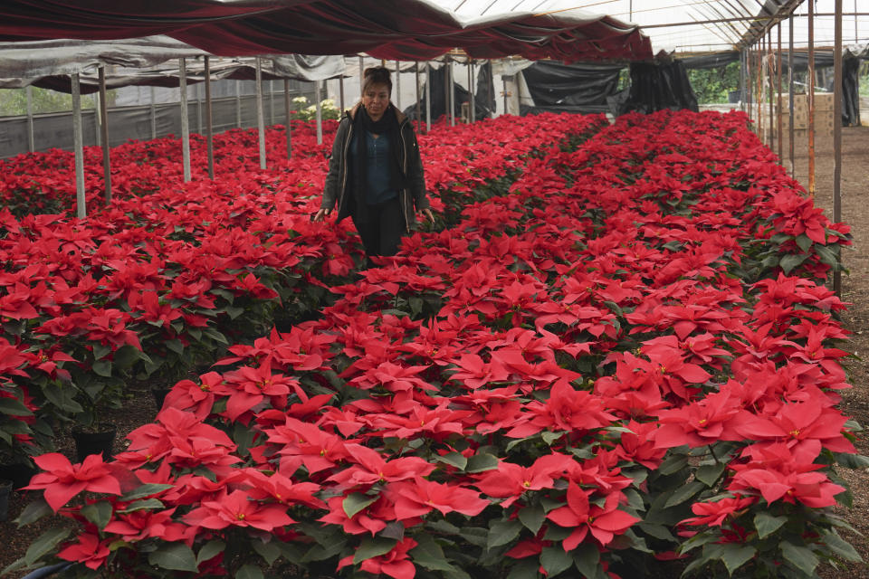 Producer Rosalva Cuaxospa walks amid her potted poinsettias in a greenhouse in the San Luis Tlaxialtemalco district of Mexico City, Thursday, Dec. 14, 2023. The universal Christmas icon is native to Mexico where the poinsettia is commonly known as "la flor de Nochebuena" or Christmas Eve Flower and by some as "cuetlaxochitl", as it is called in Nahuatl. (AP Photo/Marco Ugarte)