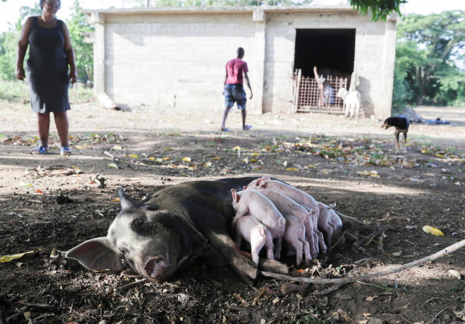 Luz Rivas watches her pigs, as the government announced the slaughter of tens of thousands of pigs after detecting outbreaks of African swine fever in pig farms across the country, in Canongo, Dajabon, Dominican Republic, August 1, 2021. Picture taken August 1, 2021. REUTERS/Ricardo Rojas     TPX IMAGES OF THE DAY