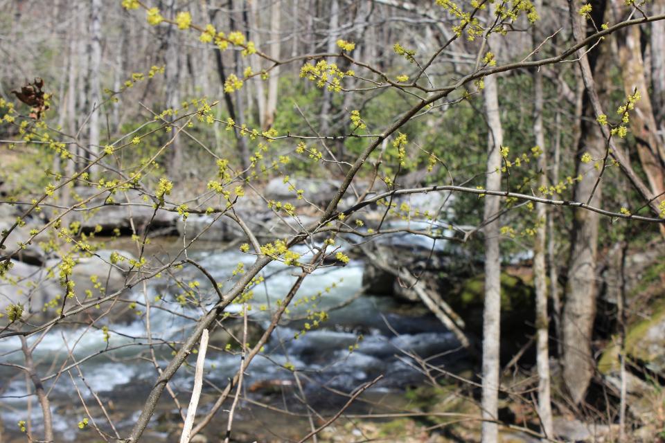 Water flows down the Rocky Broad River in Transfiguration Preserve in Bat Cave.