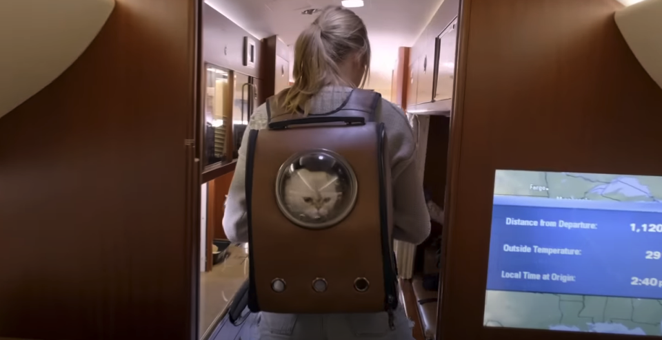 A cat in a backpack that Taylor's wearing