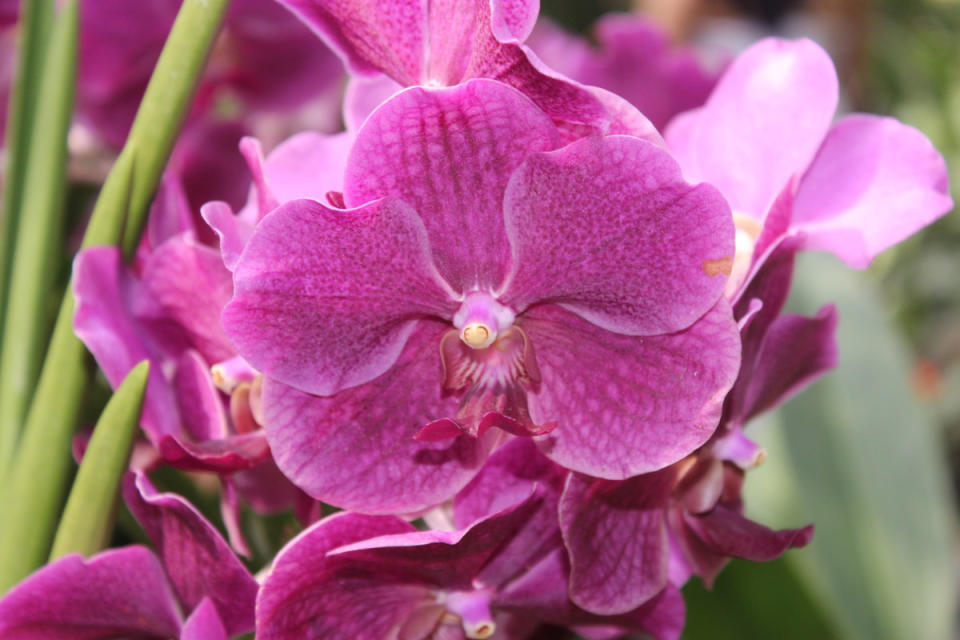Waling-Waling Orchids<p>iStock</p>
