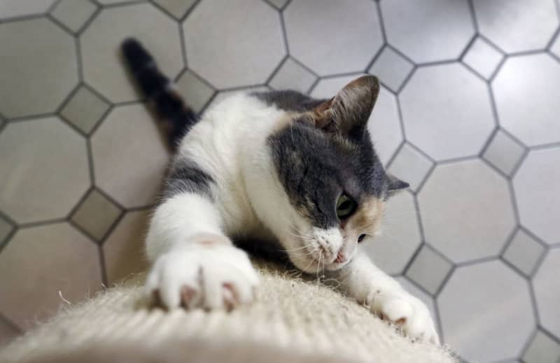 Scratching is a normal feline behaviour, but the authors of a new study believe it can be successfully managed by adapting play sessions and offering scratch posts in the right spots. Ina Fassbender/dpa