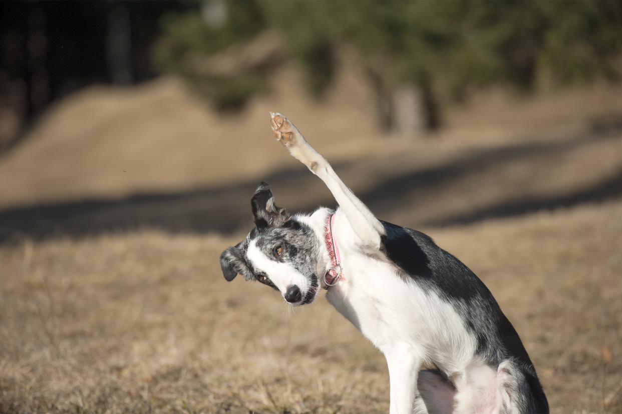 dog lifting paw