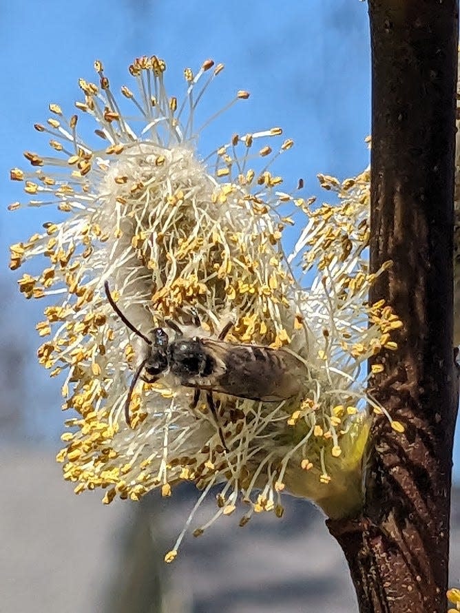 Picture of a miner bee on a willowplant.