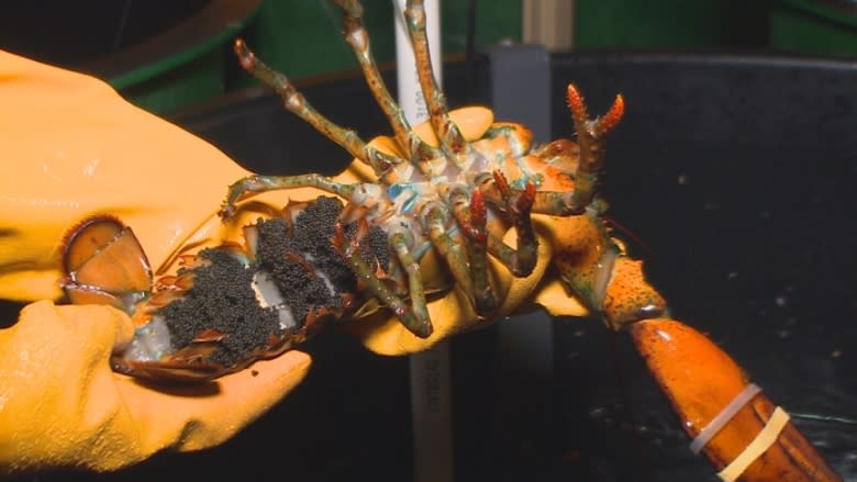 Lobster experiments help predict future for $1B fishery