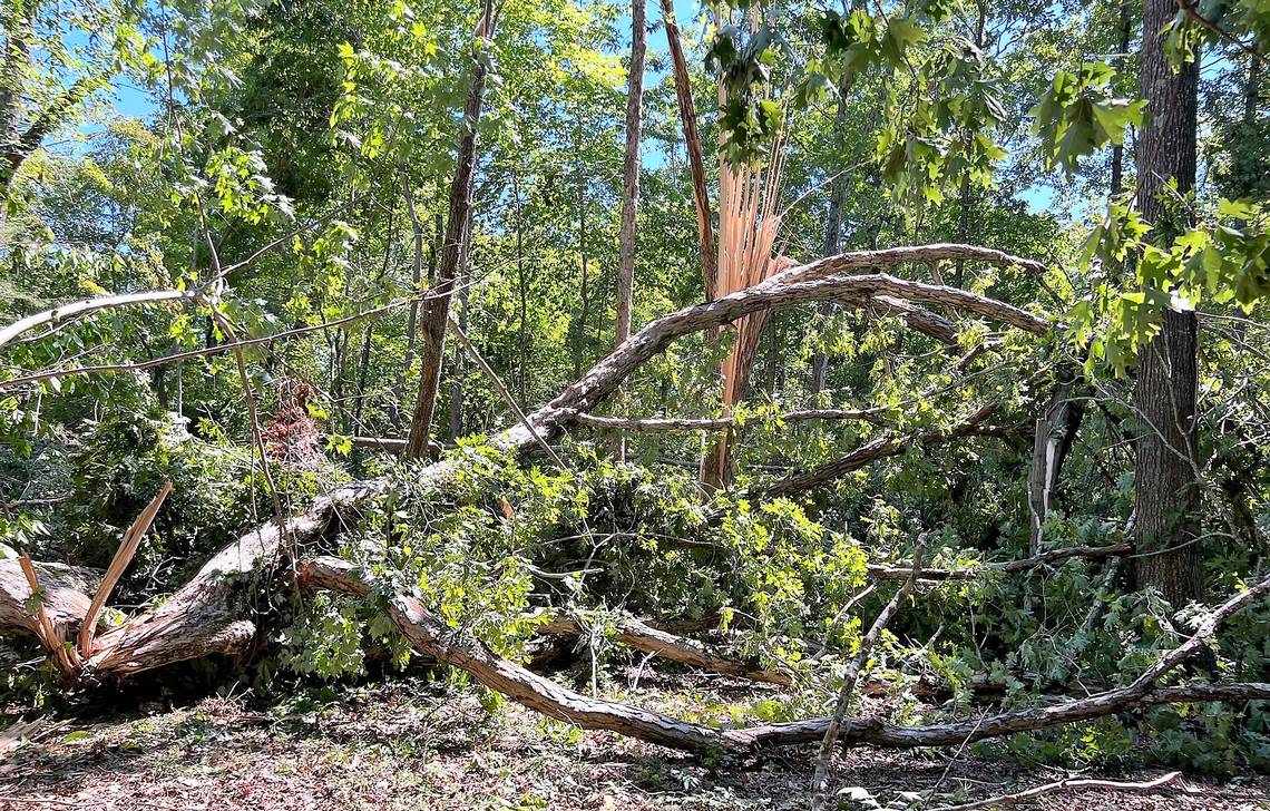 Orange County resident Christie Hilliard found more than a dozen large, old trees down Wednesday, Aug. 16, 2023, at her family’s house on Davis Road near Hillsborough. Orange County officials reported multiple houses damaged, but no injuries.