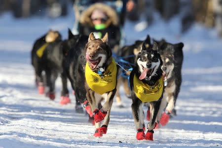 Jason Mackey's dog team races in the ceremonial start to the Iditarod, a nearly 1,000-mile (1,610-km) sled dog race across the Alaskan wilderness, in Anchorage, Alaska, U.S. March 4, 2017. REUTERS/Nathaniel Wilder